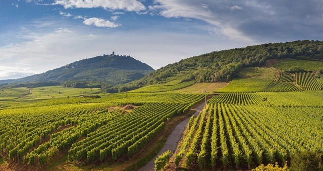 vignoble-bordelais-team-building-bordeaux