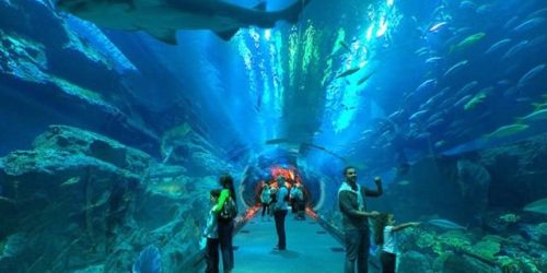 aquarium-la-rochelle